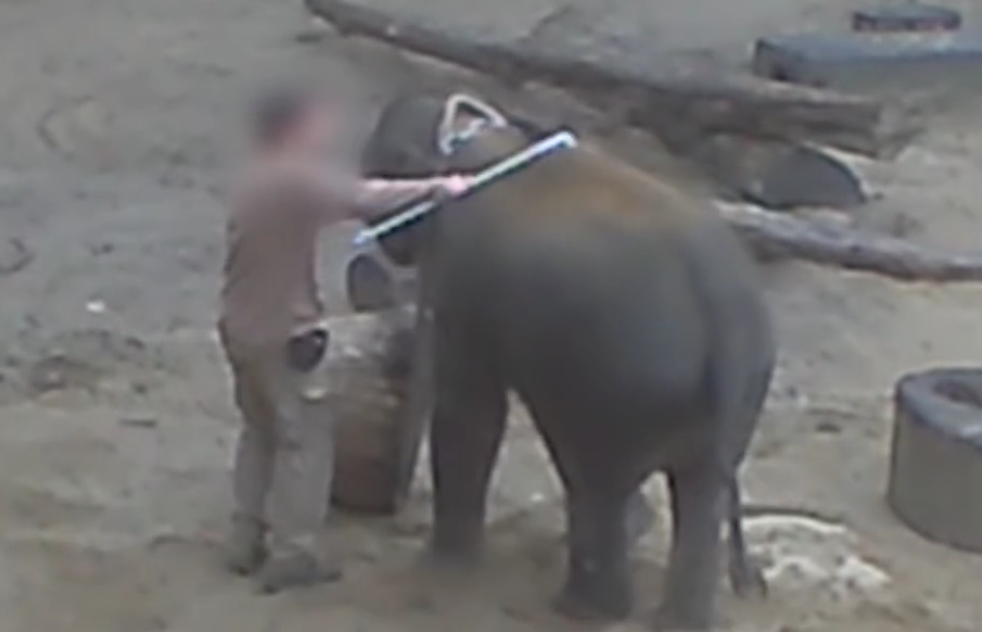 Elephantmistreatedinzoo