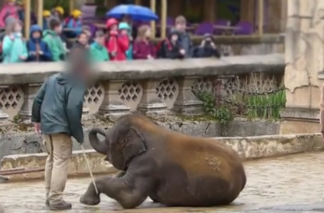 ElephantHannoverbaby