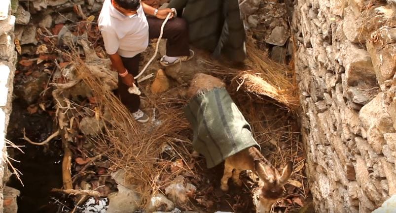 donkey-animalaid-pit-2