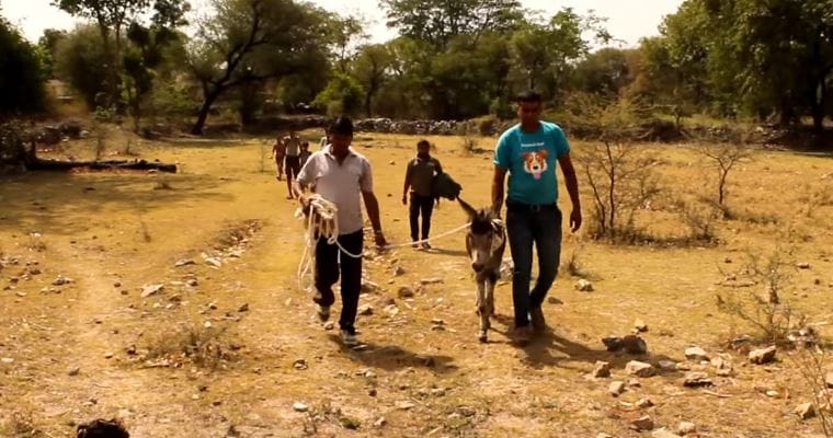 donkey-animalaid-pit-5