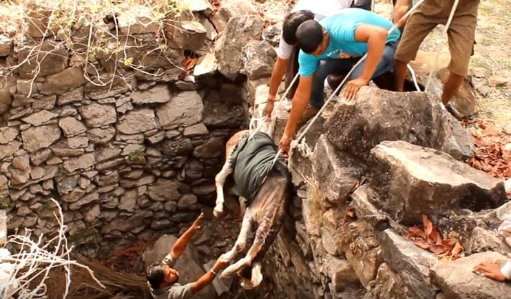 donkey-animalaid-pit-4