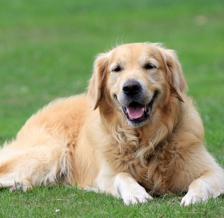 golden-retriever-164221_960_720