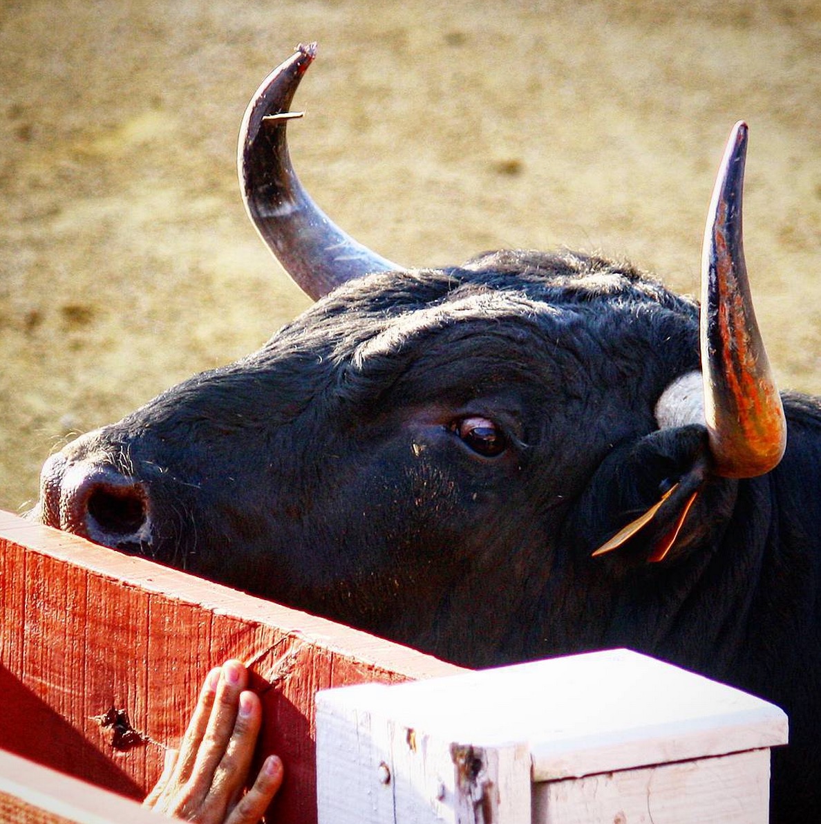 onu-corrida-recommendation-4