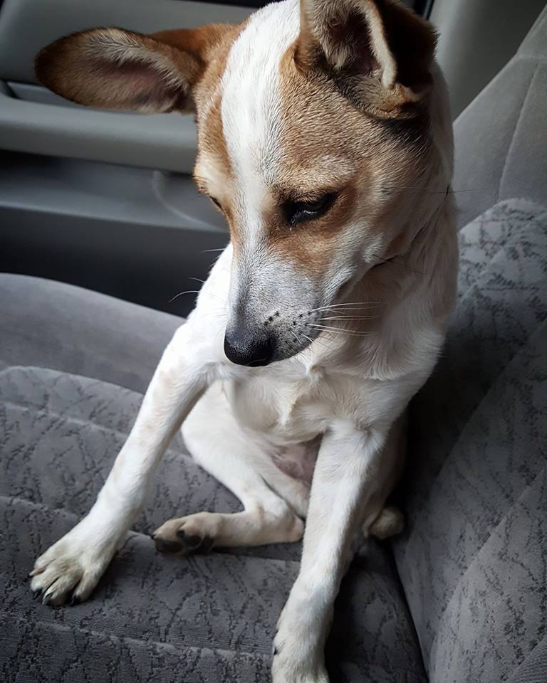 dog-callie-dumping-ground-4