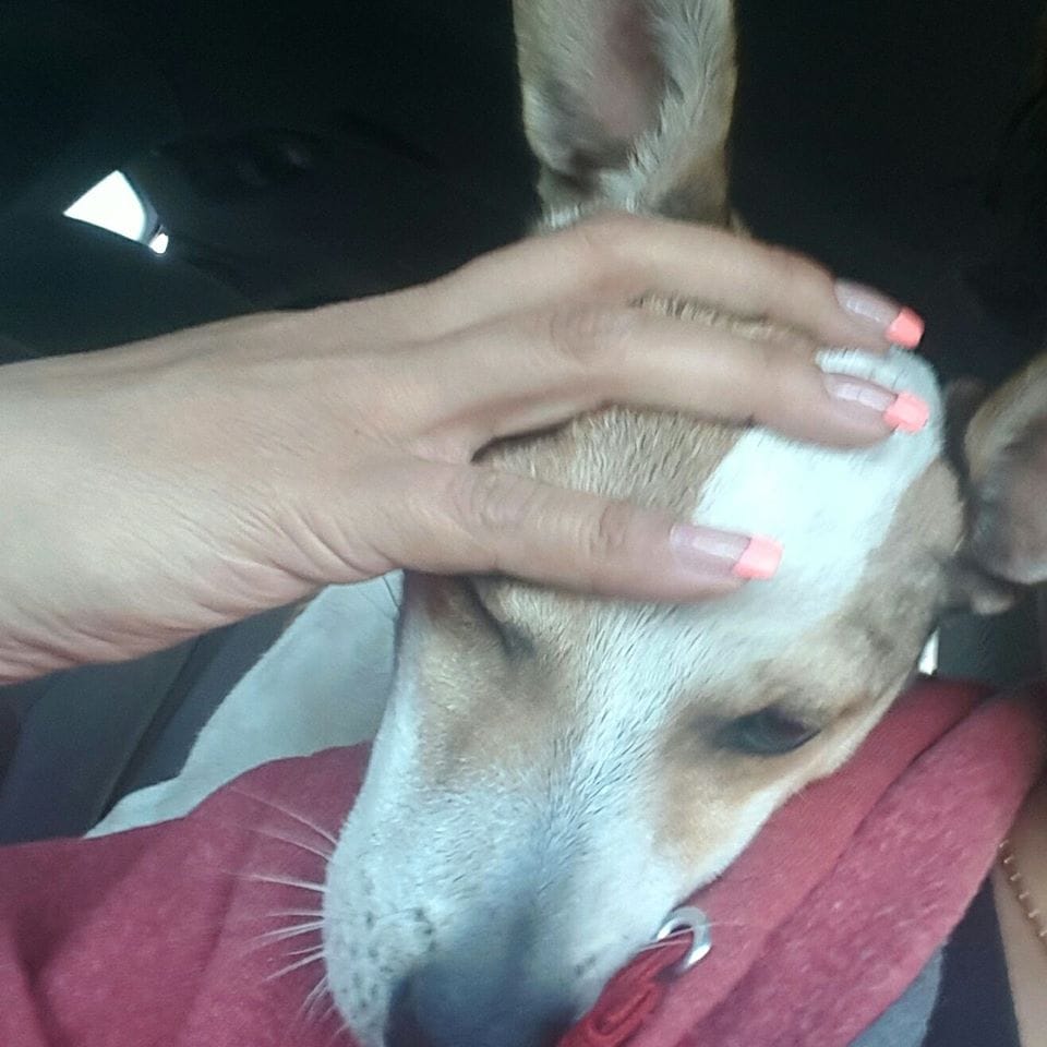 dog-callie-dumping-ground