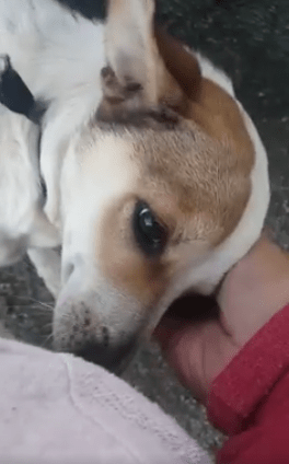 dog-callie-dumping-ground-7