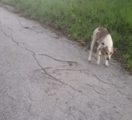 dog-callie-dumping-ground-6