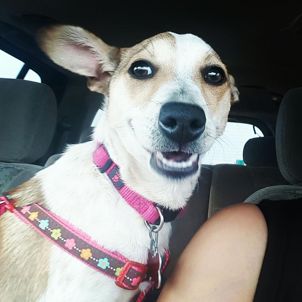 dog-callie-dumping-ground-2