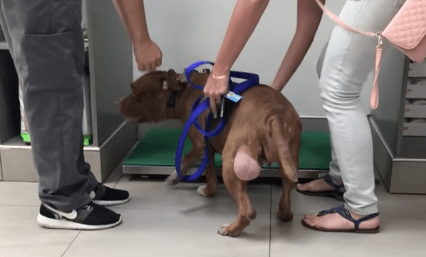 lola_chained_garage_rescue_2