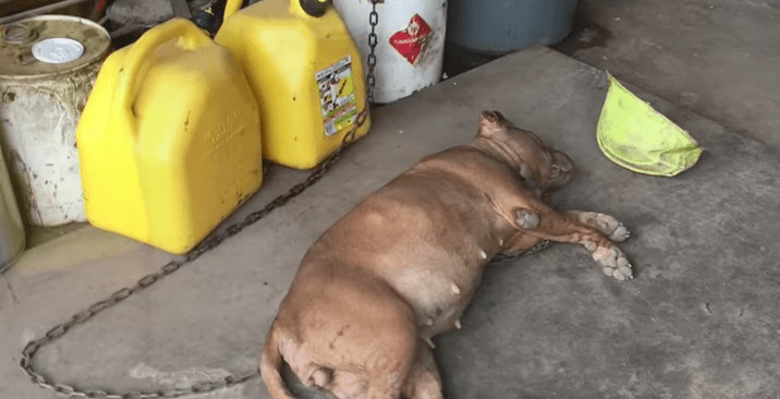 lola_dog_chained_garage_rescue_6
