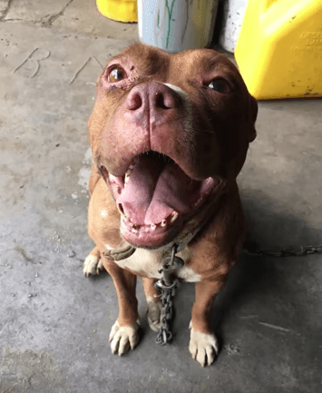 lola_chained_garage_rescue_3