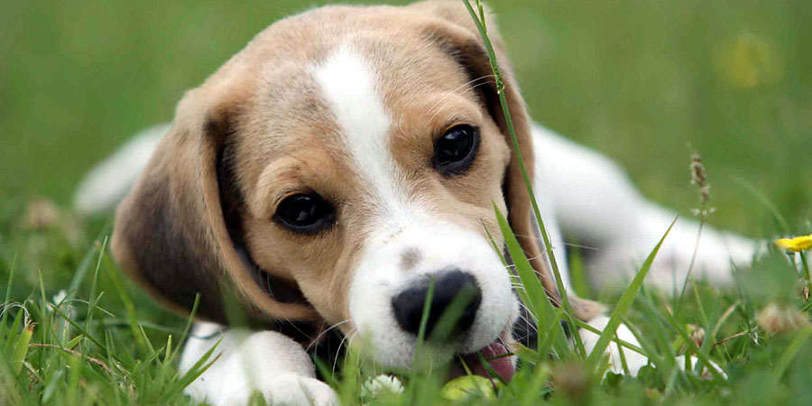 chiens-facile-entretien-3