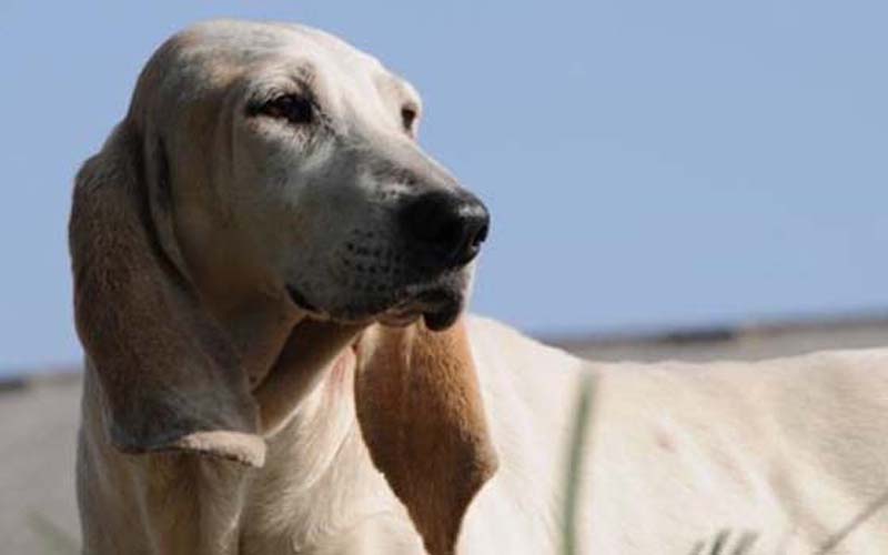 chiens-facile-entretien-2