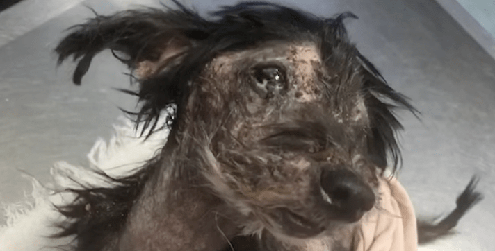 zeus_rescue_mange_dog_1