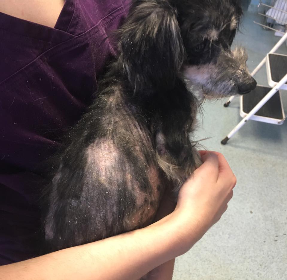 zeus_rescue_mange_dog_2