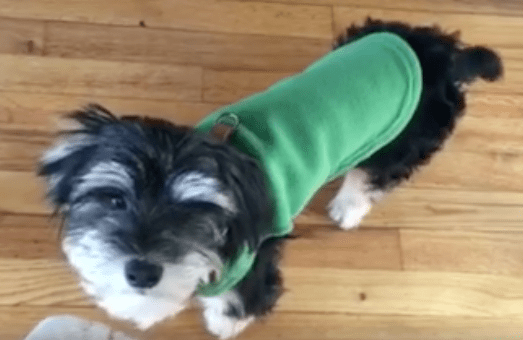 zeus_rescue_mange_dog_4