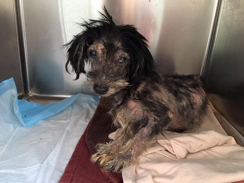 zeus_rescue_mange_dog_3