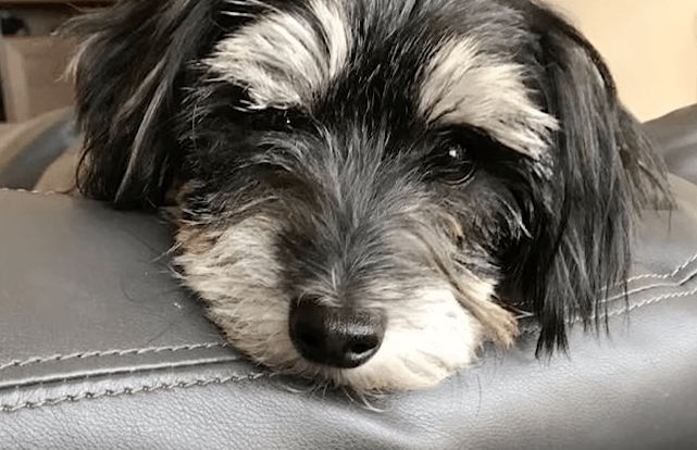 zeus_rescue_mange_dog_6