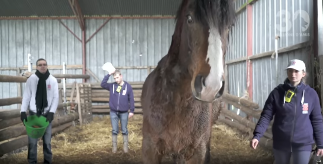 chevaux-jublains-abandon-condamnation-2