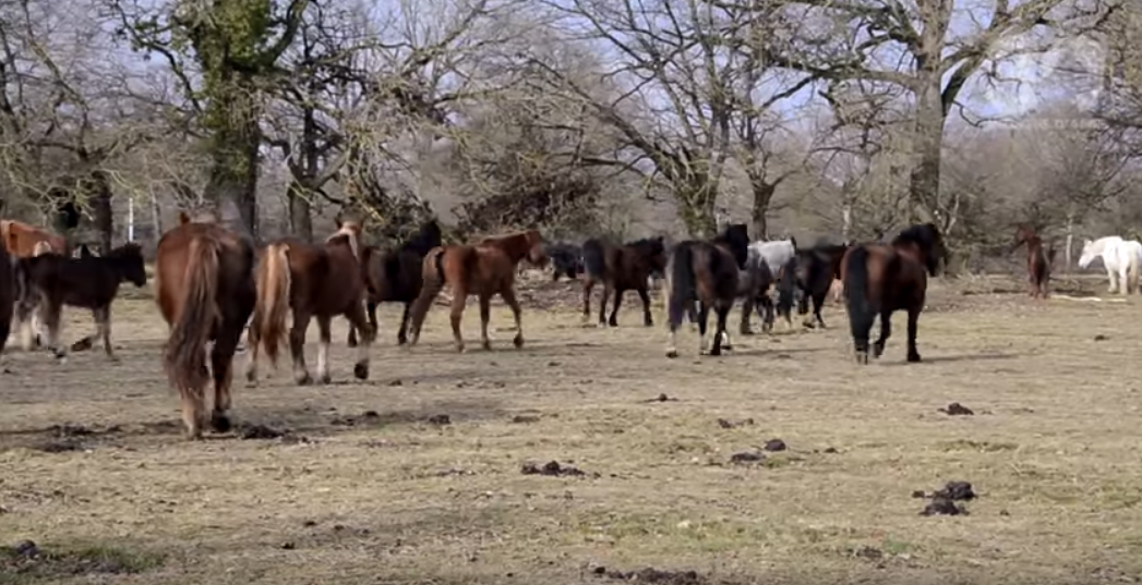 chevaux-jublains-abandon-condamnation-1