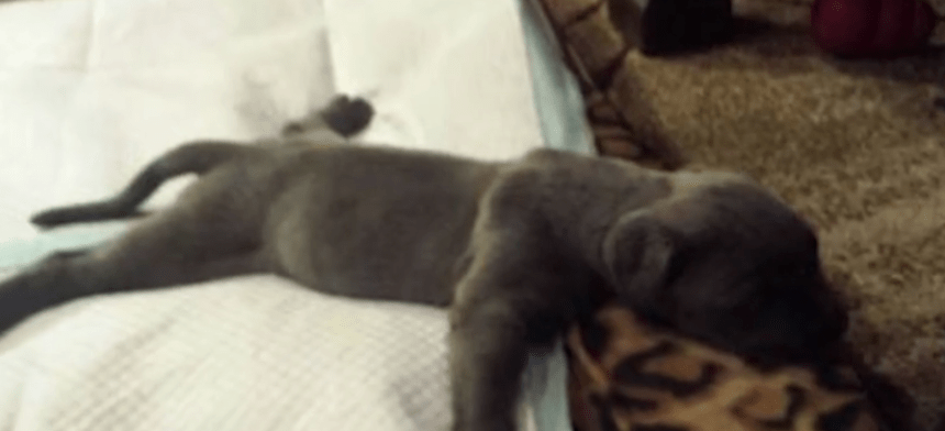 dog-willow-syndrome-6