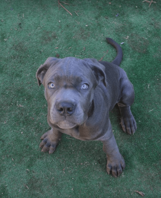 dog-willow-syndrome-5