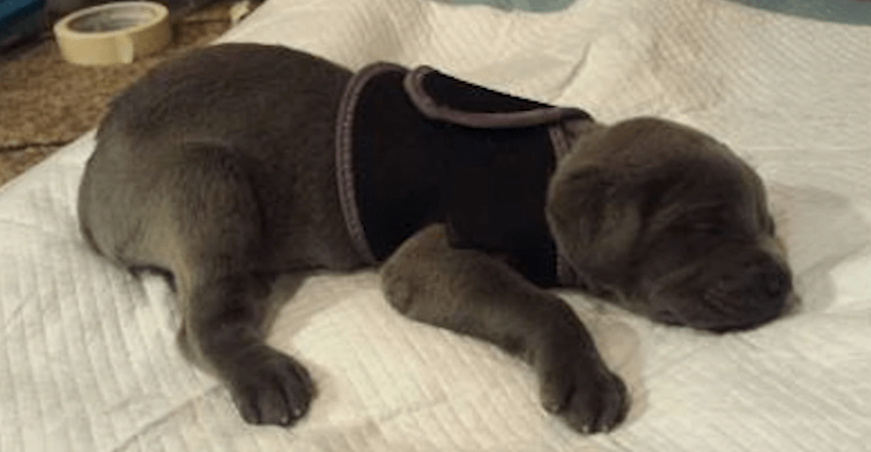 dog-willow-syndrome-2