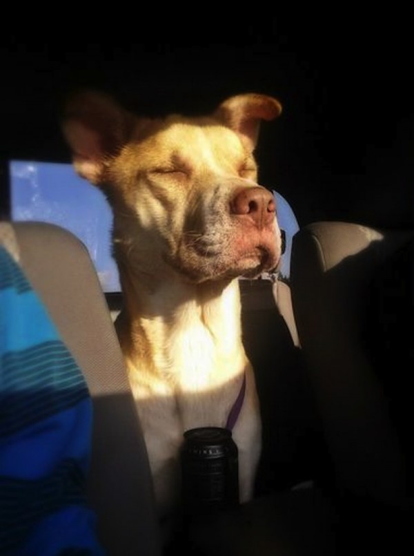 bear-chien-sauvetage-amanda-7