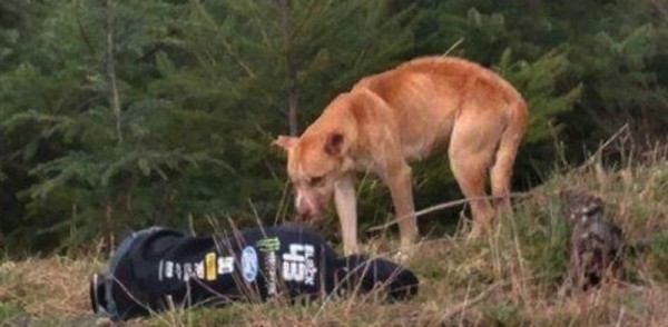 bear-chien-sauvetage-amanda-4