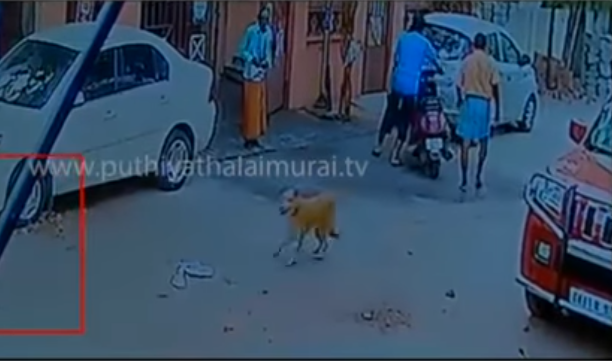 dogs-stray-stabbing-2