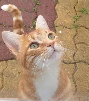 Enjoy-pet-alert-mars-2017-1