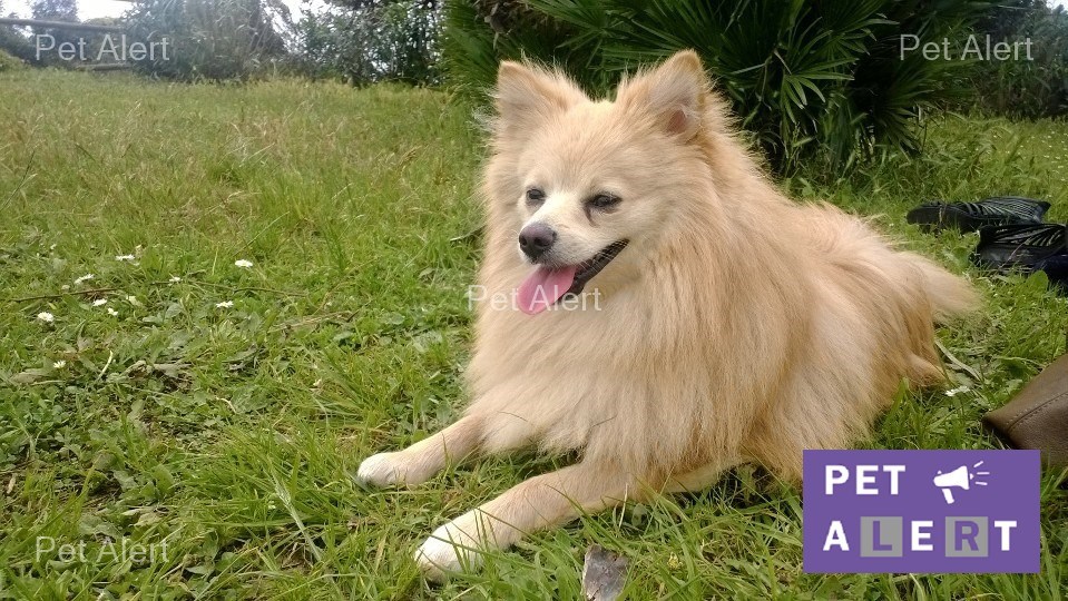 mio-pet-alert-mars-2017-1