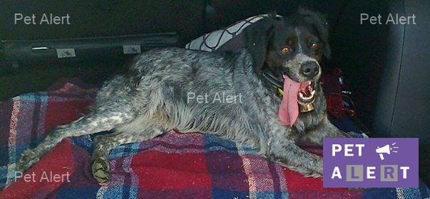 Dehli-pet-alert-mars-2017-1