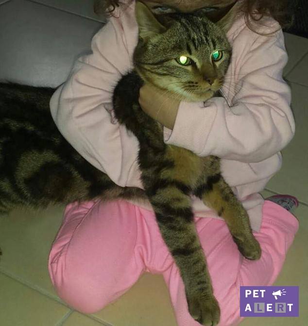 mimi-pet-alert-mars-2017-1