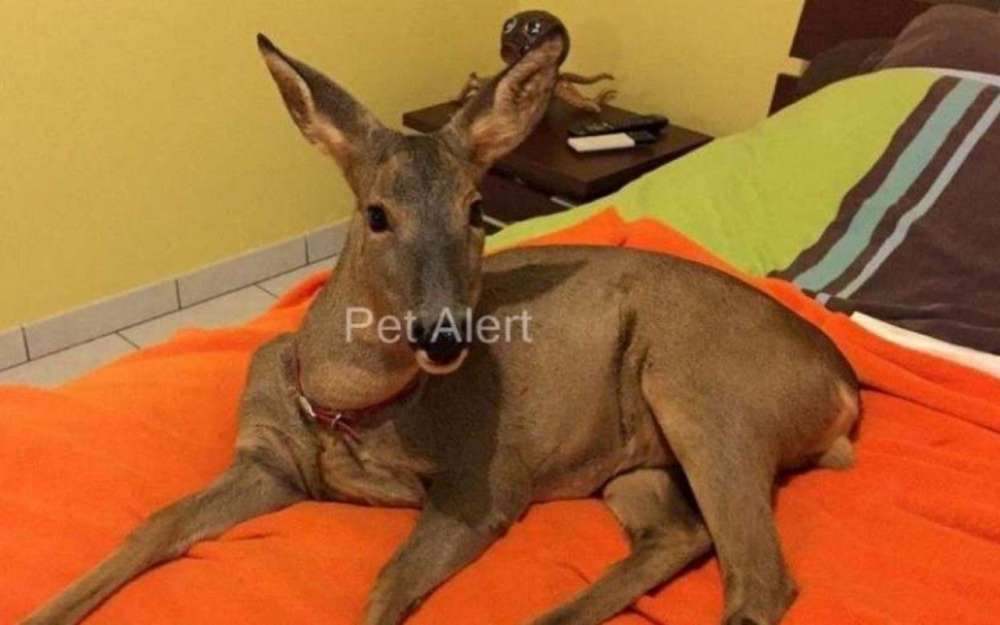 Bambi-pet-alert-mars-2017-1