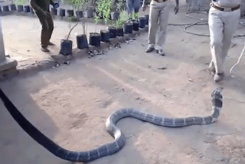 king-cobra-thirsty-1