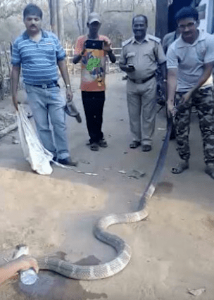 king-cobra-thirsty-3