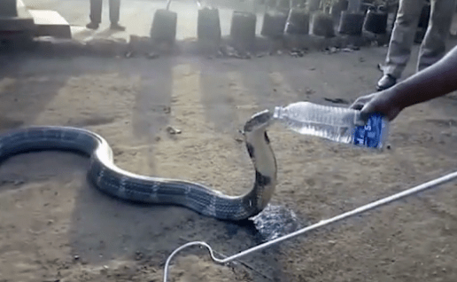 king-cobra-thirsty-2