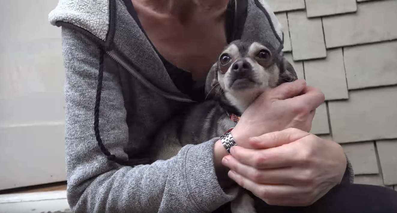 dog-rescue-lariver-5