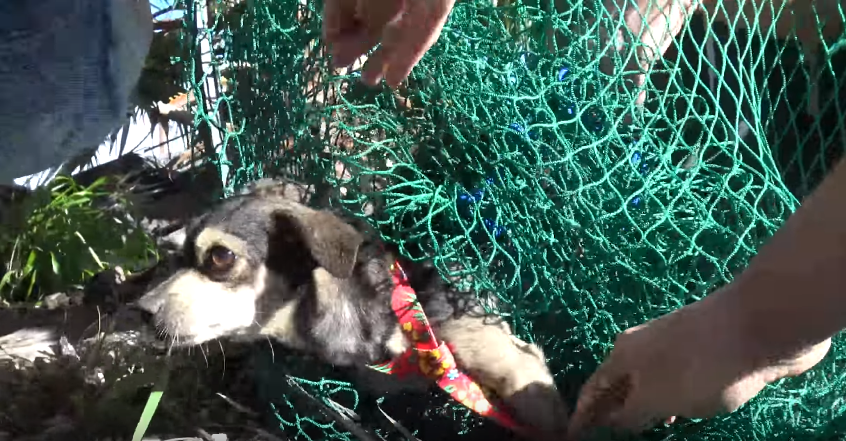 dog-rescue-lariver-3