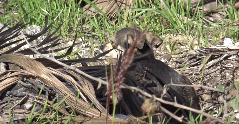 dog-rescue-lariver-1