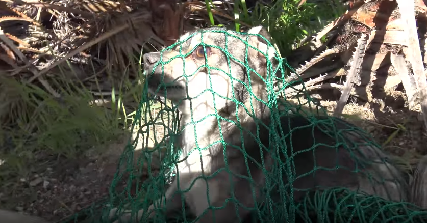 dog-rescue-lariver-2