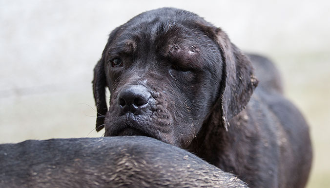 sauvetage-cane-corso-0317-1