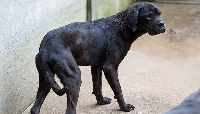 sauvetage-cane-corso-0317-3