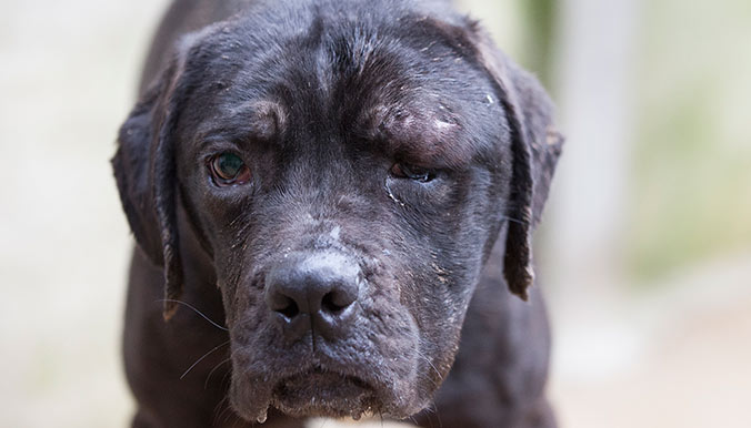 sauvetage-cane-corso-0317-2