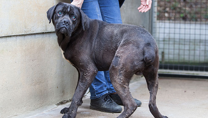 sauvetage-cane-corso-0317-4