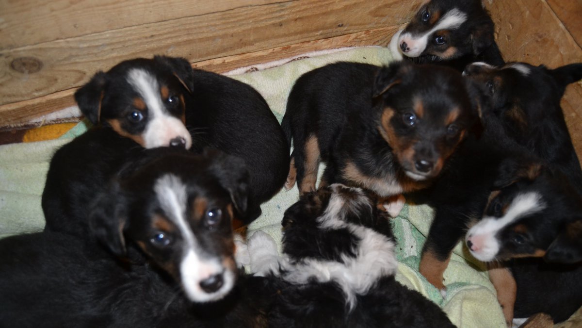 chiots-jetes-voiture-417-2