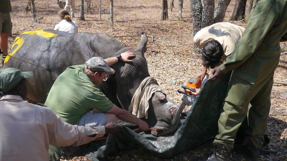 rhino_horn_south_africa_2