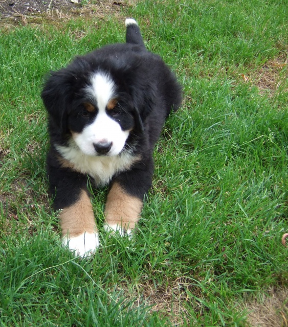 Un chiot Bouvier Bernois. Source : CaniForum/Pattounes