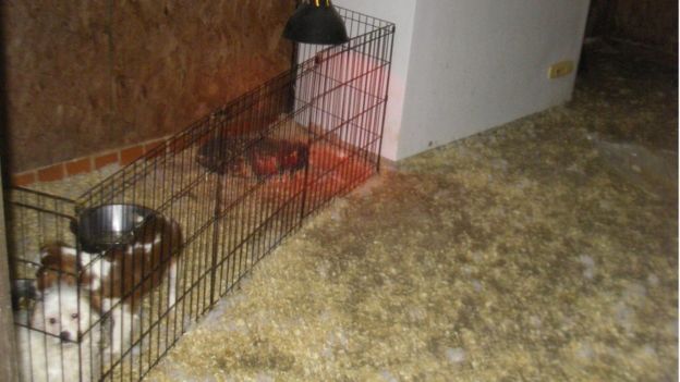 jailed-uk-breeder-04-3